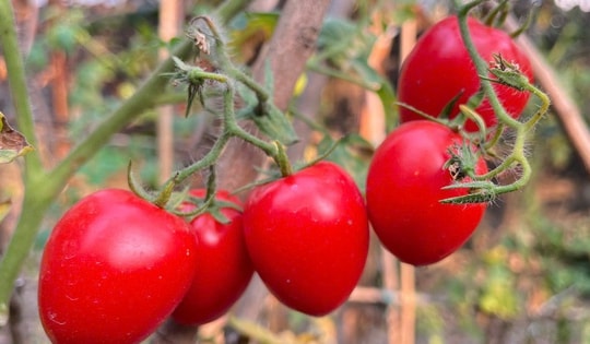 Loại quả trước chỉ vài nghìn đồng/kg, nay giá đắt ngang thịt khiến người mua hàng “choáng váng”