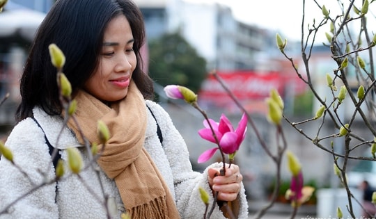 Còn hơn 2 tháng nữa mới Tết, hoa mộc lan nhập khẩu 'đổ bộ' chợ hoa Quảng An, người Hà Nội thích thú săn đón