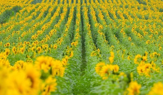 Cánh đồng hướng dương tại Nghệ An mở cửa đón khách tham quan từ 16/12/2025