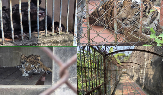 Phát hiện cơ sở nuôi nhốt nhiều động vật hoang dã nguy cấp ở TPHCM