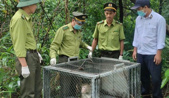 Vườn quốc gia Bạch Mã cứu hộ, tái thả về tự nhiên nhiều cá thể động vật quý hiếm