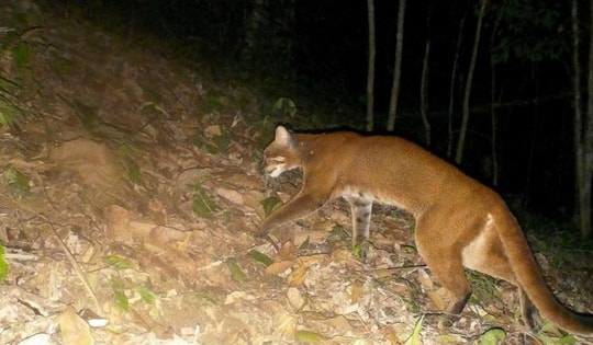 Lần đầu ghi nhận hình ảnh Beo lửa quý hiếm tại Khu Bảo tồn thiên nhiên Pù Hoạt