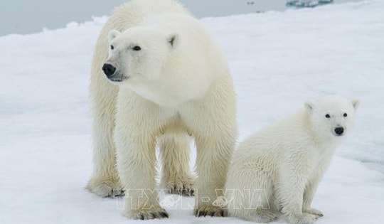 Hy hữu trường hợp gấu Bắc cực nhận con nuôi