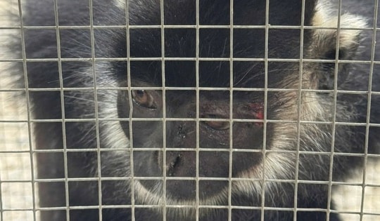 Đặt bẫy bắt linh trưởng quý hiếm thường kiếm ăn ở khu dân cư