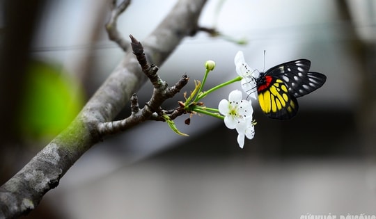 Hoa đào, lê, mận bung nở khoe sắc sớm dù 2 tháng nữa mới đến Tết Nguyên đán