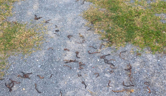 Cơ quan chức năng kết luận vụ giun bò lên mặt đất gần đèo Ngang