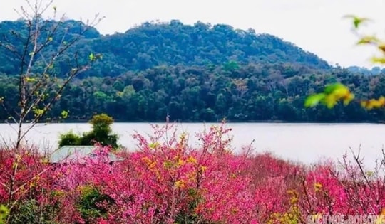 Hoa anh đào nở sớm và người 'đánh thức mùa xuân' nơi cực Tây Tổ quốc