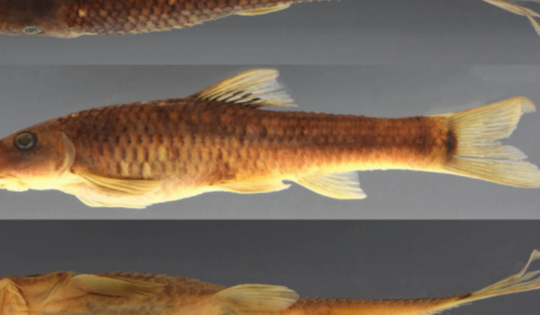 Cá và ong Việt Nam nằm trong số 70 loài sinh vật mới của năm 2025