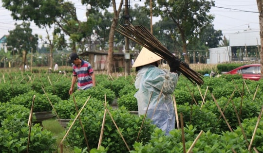 Nông dân xứ Huế 'chạy đua' với thời gian cho vụ hoa quan trọng nhất năm