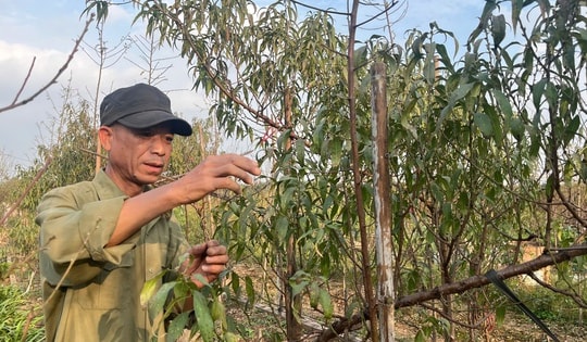 Vườn đào Nhật Tân, mùa 'canh Tết'