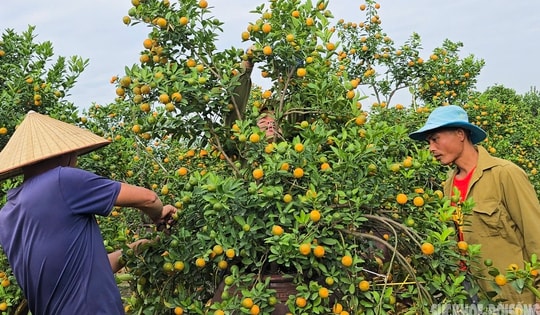 Người dân Tứ Liên hối hả đưa quất 'vào thế'
