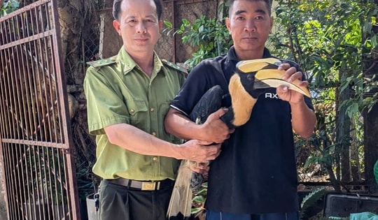 Người dân TP Hồ Chí Minh tự nguyện bàn giao chim hồng hoàng quý hiếm