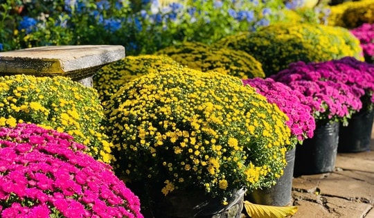 Năm thiên tai bão lũ lịch sử, thị trường hoa Tết sẽ diễn biến thế nào?