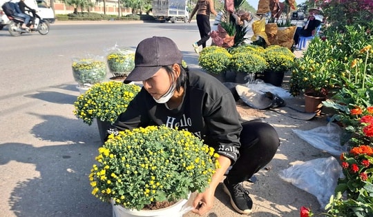 Cúc mâm xôi xuống phố đón Tết từ sớm, giá nhỉnh hơn mọi năm
