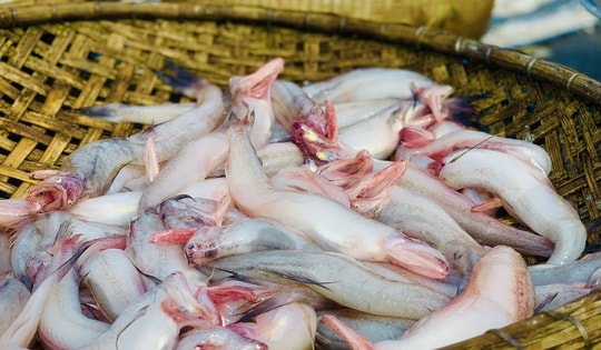 Phát hiện nhiều mẫu cá cháo chứa chất cấm tại các chợ dân sinh