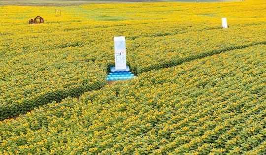 Từ cánh đồng hướng dương đến khát vọng phụng sự vì tầm vóc Việt của TH true MILK