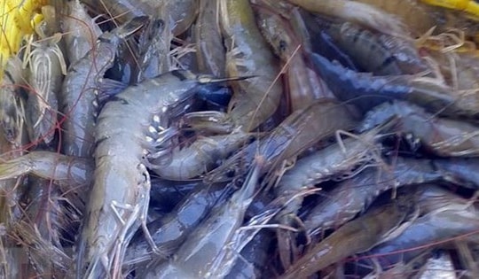 Giá tôm tăng cao dịp cuối năm