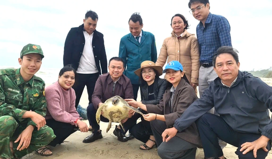 Rùa quý hiếm được gắn "mã định danh" và thả về biển