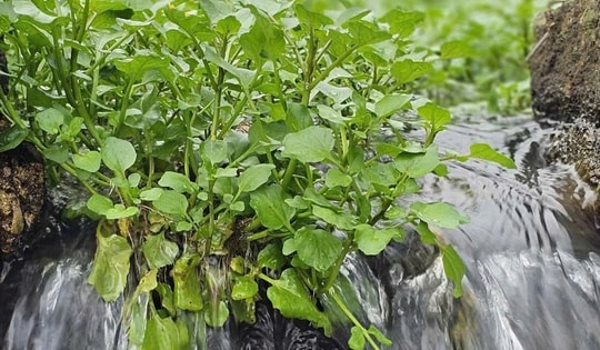 Loài rau 'sợ bẩn' sinh trưởng nhờ mạch nước của giếng cổ nghìn năm tuổi