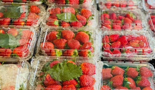 Dâu tây Mộc Châu đầu mùa giá đắt ngang trái cây nhập khẩu nhưng vẫn được người tiêu dùng không tiếc tiền mua