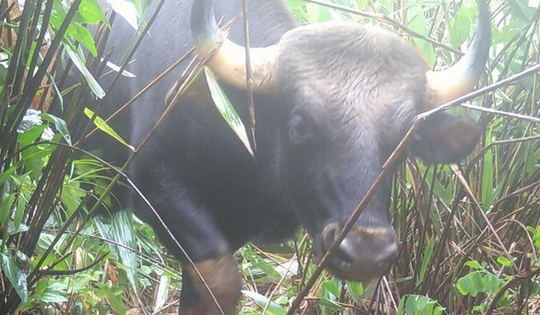 Xuyên Tết bảo vệ hơn 100 loài động vật quý hiếm ở VQG Chư Mom Ray