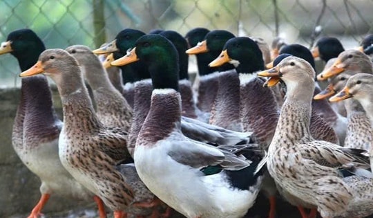 Vịt bầu Quỳ Châu quý hiếm được săn lùng