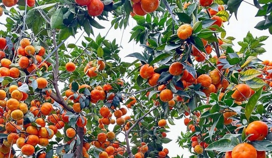 'Thủ phủ' cam Hà Tĩnh đỏ rực chờ Tết