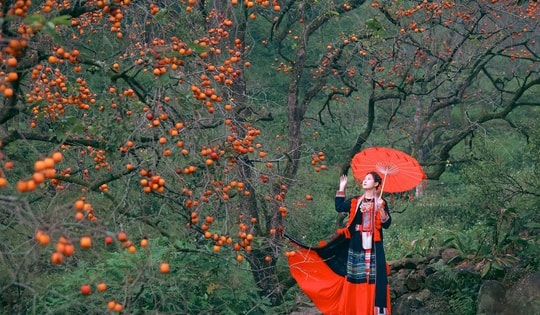 Vườn hồng cổ thụ hút khách chụp ảnh mùa quả chín