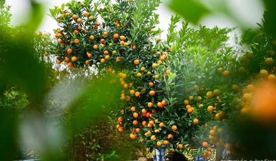 Độc lạ quất mộc căn tạo dáng ngựa