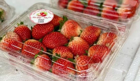 Tiểu thương lý giải nguyên nhân giá dâu tây Mộc Châu lên tới nửa triệu đồng/kg