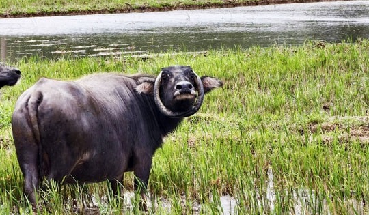 Ngỡ ngàng con trâu có cặp sừng cong tròn 'độc nhất vô nhị' ở Đà Nẵng