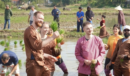 Du khách quốc tế thích thú trải nghiệm nhổ mạ, cấy lúa ở Hội An