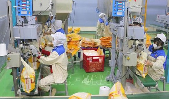 Giá lúa gạo trong nước ổn định, giao dịch trầm lắng