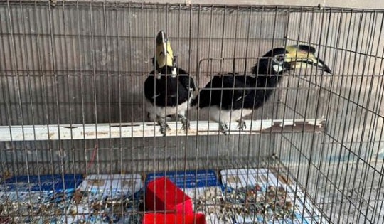 Người dân giao nộp chim Cao Cát quý hiếm