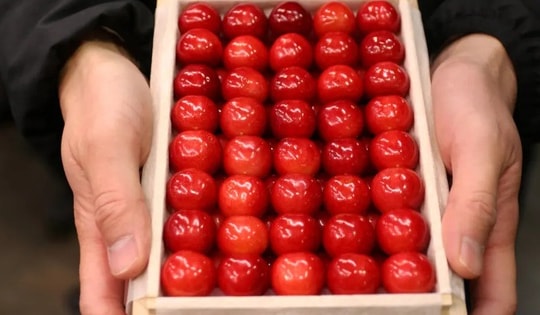 'Vua của các loài cherry Nhật Bản' gây sốt với giá kỷ lục