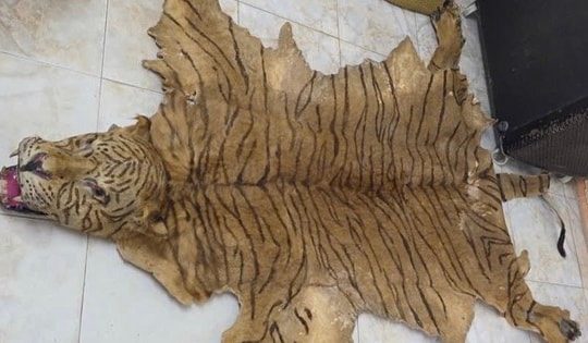 Kiểm tra hành chính bất ngờ phát hiện bộ da động vật hoang dã quý hiếm trong nhà