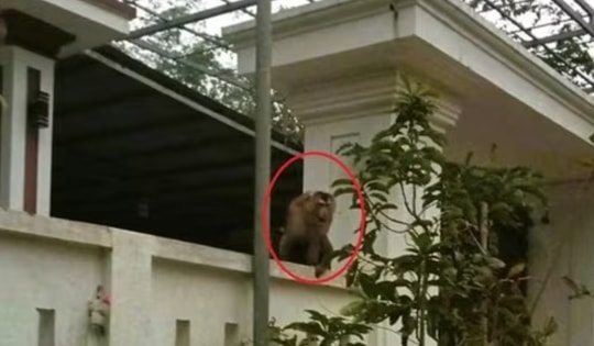 Video khỉ đuôi lợn vào nhà dân tấn công khiến người phụ nữ bị khâu 15 mũi