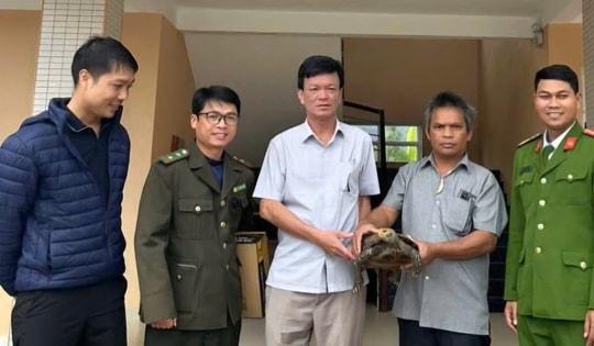 Đi làm rẫy, người đàn ông ở Huế phát hiện rùa núi viền quý hiếm
