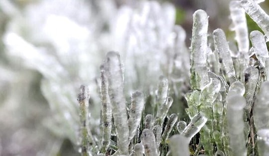 Băng giá phủ trắng đỉnh Phia Oắc ở Cao Bằng