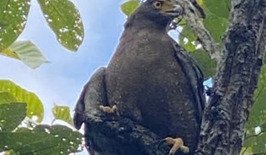 Ngắm dàn động vật quý hiếm về rừng Tây Nguyên