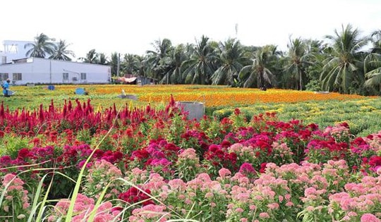 Mưa trái mùa ảnh hưởng đến hoa cảnh dịp Tết Nguyên đán