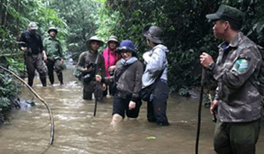 Nhân nuôi loài gà quý hiếm có nguy cơ tuyệt chủng trong tự nhiên