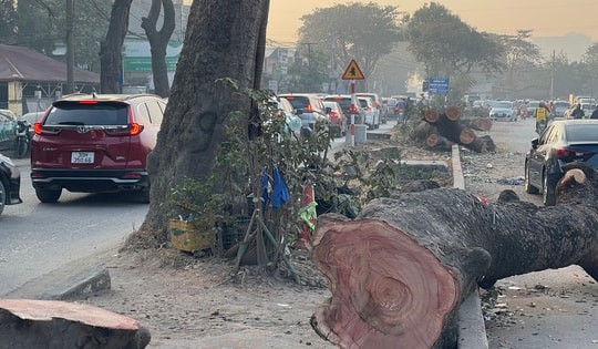 Tại sao cần chặt hạ loạt cây xà cừ cổ thụ trên đường 70?