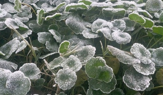 Vùng biên Nghệ An rét kỷ lục, xuất hiện băng giá