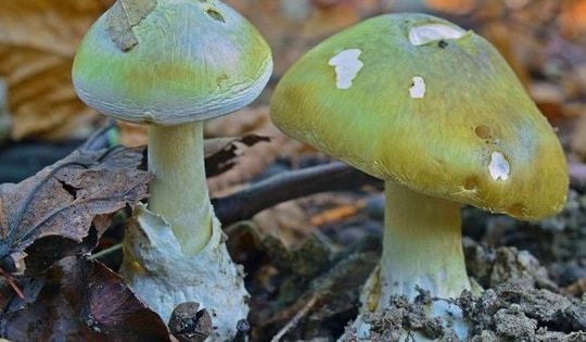 Ăn nấm hái ở vườn, người phụ nữ phải nhập viện cấp cứu