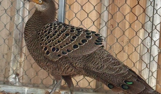 Người dân tự nguyện giao nộp loài gà nguy cấp, quý hiếm
