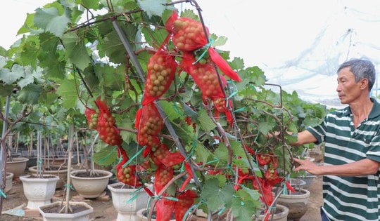 Nông dân Khánh Hòa tất bật hồi sinh nho cảnh đón Tết Nguyên đán 2026