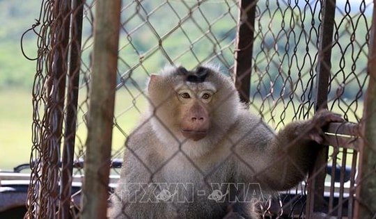 Thả hàng trăm động vật hoang dã về môi trường tự nhiên