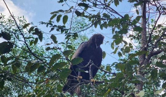 Cá thể đại bàng vừa được giao nộp, tái thả về rừng ở Huế quý hiếm thế nào?
