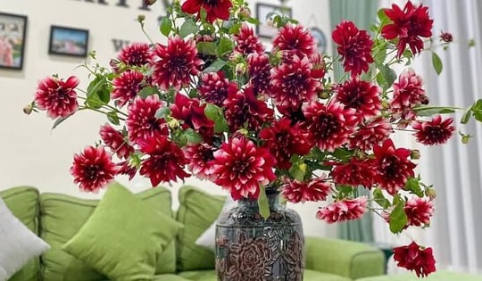 Có nên 'ngâm cành thược dược vào nước sôi để hoa tươi lâu'?